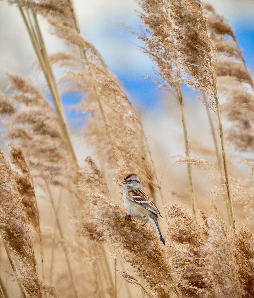 American Tree Sparrow by TheGreenHeron is licensed under CC BY-NC-ND 2.0